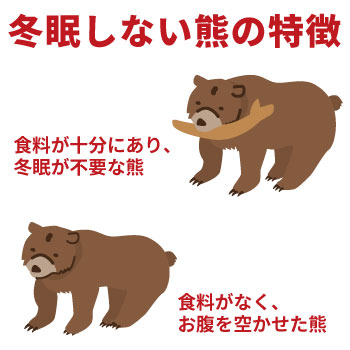 2025年の熊は冬眠しない?