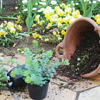 人の家の花を盗むのは犯罪?花どろぼうの被害実例と警察に相談する前の防犯対策