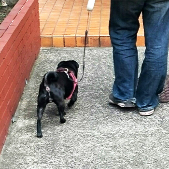 犬のフンを家の前に放置された!警察に相談できる?5つの効果的な対策