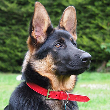 番犬は本当に防犯になる?おすすめの犬種・向かない犬種・プロが教える防犯対策完全ガイド