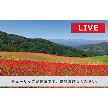 ライブカメラの設置工事